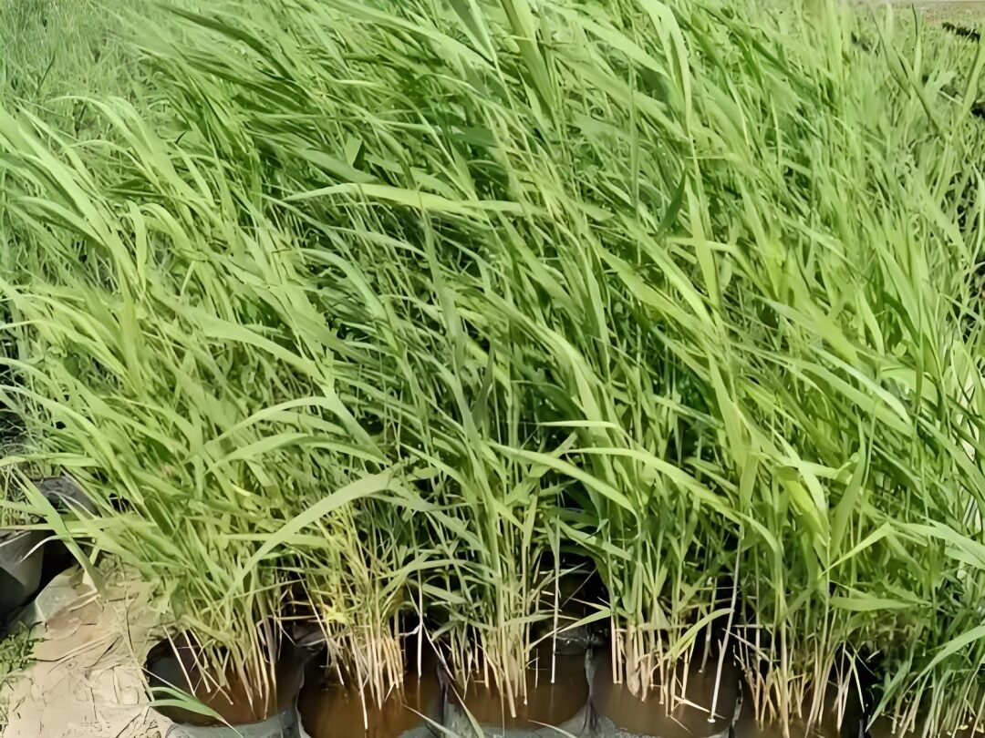 常见的ledong.com原料特点分析插图3 常见的ledong.com原料特点分析插图3